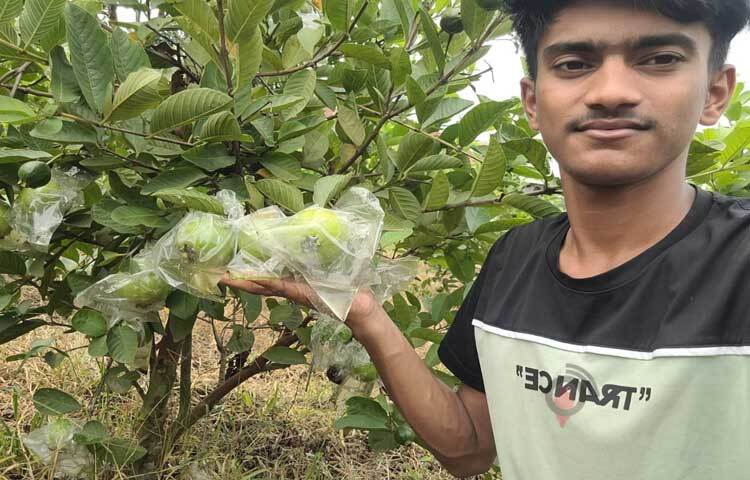 জানা গেছে, মাস্টার্স শেষ করার পর চাকরির পেছনে না ঘুরে প্রথমে ৩ একর জায়গায় করেছেন পেয়ারা বাগান। এরপর ২ একর জায়গায় গড়ে তোলা হয়েছে মাল্টা বাগান। ১ একর জায়গায় কমলা বাগান ও ১০ শতক জায়গায় ড্রাগন বাগান। ছবি: এম মাঈন উদ্দিন