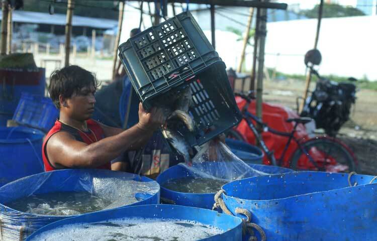 ১০-১২ কেজি ওজনের বড় কাতল ৩৫০-৪০০ টাকা কেজি দরে বিক্রি হচ্ছে। পাবদা মাছ ৩৮০-৪০০ টাকায়, বোয়াল মাছ ৪০০-৫০০ টাকা কেজিতে বিক্রি হচ্ছে। ছবি: মাহবুব আলম