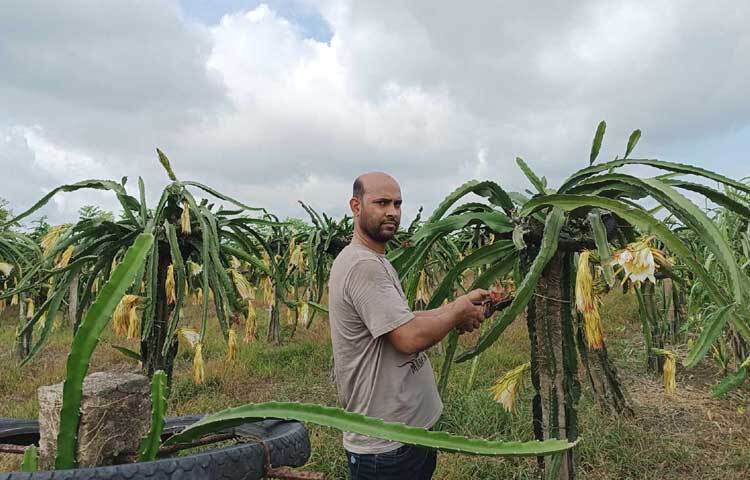 প্রথমদিকে, দেশ-বিদেশ থেকে উন্নত জাতের প্রায় ৫ হাজার ড্রাগন ফলের চারা সংগ্রহ করেন সজীব। পরে লাভ হওয়ায় এর চাষ আরও বাড়িয়ে দেন তিনি। ছবি: আয়শা সিদ্দিকা আকাশী