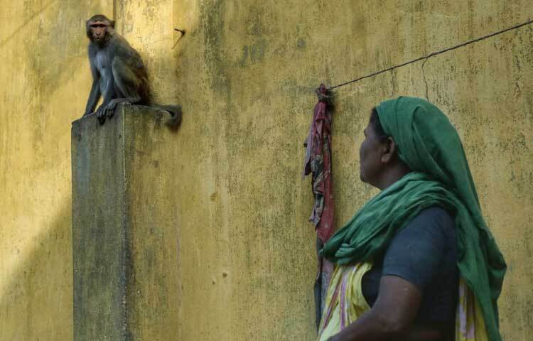 আগে এখানে হাজারের বেশি বানর থাকলেও এখন ১০০ মতো বানর আছে বলে জানিয়েছেন কারখানার এক কর্মচারী।