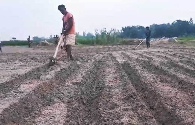 এবছর কুড়িগ্রামে ৭ হাজার ১০০ হেক্টর জমিতে আলু চাষের লক্ষ্যমাত্রা নির্ধারণ করেছে কৃষি সম্প্রসারণ অফিস।