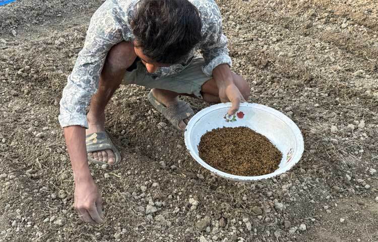 মসলা গবেষণা কেন্দ্রের বিজ্ঞানীদের নিরলস প্রচেষ্টায় কৃষক পর্যায়ে চাষাবাদের উপযোগী জিরার জাত আবিষ্কার সম্ভব হয়েছে।