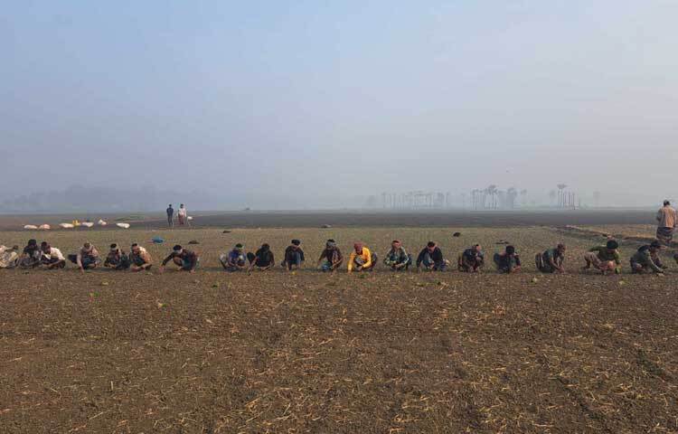 জেলা কৃষি সম্প্রসারণ অধিদপ্তর সূত্রে জানা যায়, এ বছর ফরিদপুরে ৪৩ হাজার ২৬০ হেক্টর আবাদি জমিতে পেঁয়াজের চাষ করা হচ্ছে। এর মধ্যে মুড়িকাটা পেঁয়াজ ৫ হাজার ৩০০ হেক্টর জমিতে, হালি পেঁয়াজ ৩৬ হাজার ১৪০ হেক্টর জমিতে রোপণের কাজ চলছে। এ ছাড়া ১ হাজার ৮২০ হেক্টর জমিতে দানা পেঁয়াজ রোপণ শুরু হয়েছে।