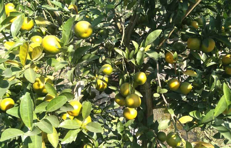 ইমরান সুমি দম্পতির বাগানের গাছগুলোতে থোকায় থোকায় কমলা ধরে রয়েছে।