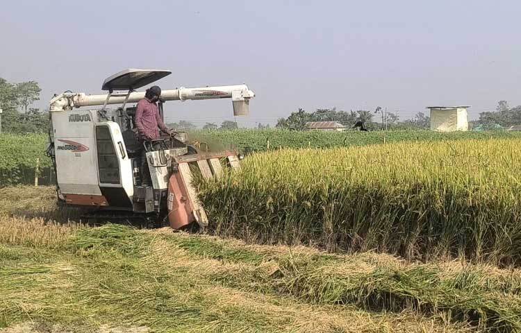 হাওরের কৃষক সুফিয়ান, বাদশা ও এখলাসুর রহমানসহ আরও অনেকে বলেন, ‘গত বছরের চেয়ে এ বছর আমন ধানের ফলন ভালো হওয়ায় আমরা অনেক খুশি। সেই সাথে বন্যায় যে ক্ষতি হয়েছে, সেটাও কাটিয়ে উঠতে পারবো।’