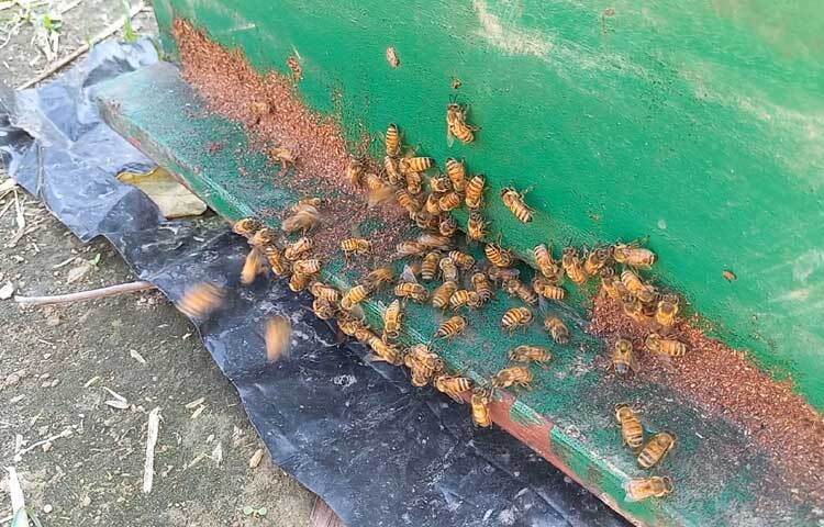 মৌসুমের শুরুতে সরিষা ক্ষেতের পাশে সারিবদ্ধ ভাবে মৌ-বাক্স বসিয়ে শুরু হয় মৌমাছি পালন। এভাবে ২ মাস ধরে চলে সরিষা ফুলের মধু সংগ্রহ। এরপর ধনিয়া, কালোজিরাসহ বিভিন্ন ফসলের মধু আহরণ করে বছরের ৮ মাস অতিবাহিত করেন।