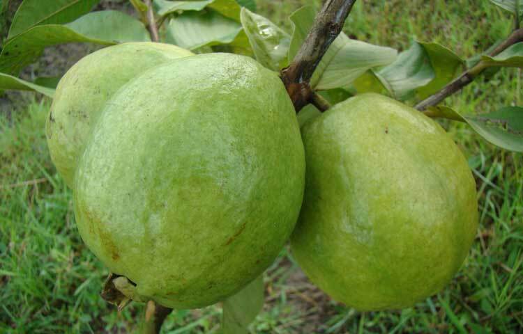 ইউএসডিএ অনুসারে, ১০০ গ্রাম পেয়ারায় ২২ মিলিগ্রাম ম্যাগনেসিয়াম থাকে। ম্যাগনেসিয়াম ইনসুলিন নিয়ন্ত্রণে বিরাট ভূমিকা রাখে। এর ফলে পেরিফেরাল টিস্যু, কার্ডিয়াক টিস্যু, কঙ্কালের টিস্যু ও অ্যাডিপোজ টিস্যুতে সহজেই ইনসুলিন প্রবেশ করতে পারে। এতে রক্তে শর্করার মাত্রা হ্রাস পায়। ফলে ডায়াবেটিস নিয়ন্ত্রণে আসে।