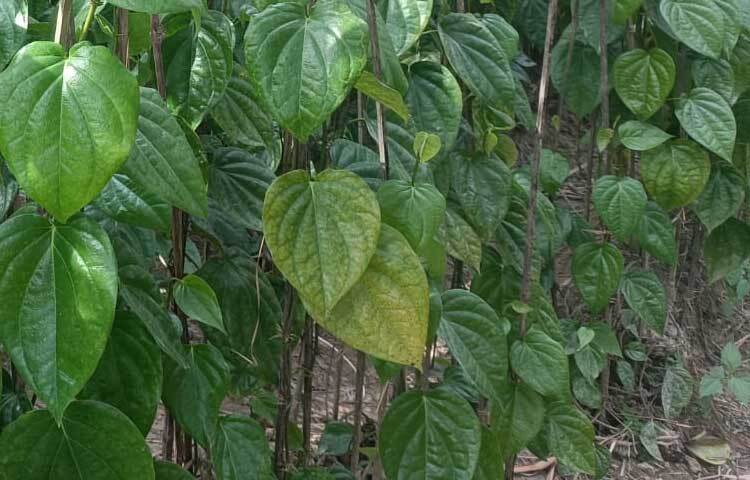 তারা বলছেন, একসময় অনেকগুলো পানের বরজ ছিল। মিরসরাইয়ের মিঠাছড়া বাজারের আড়তে তারা পান বিক্রি করেন।