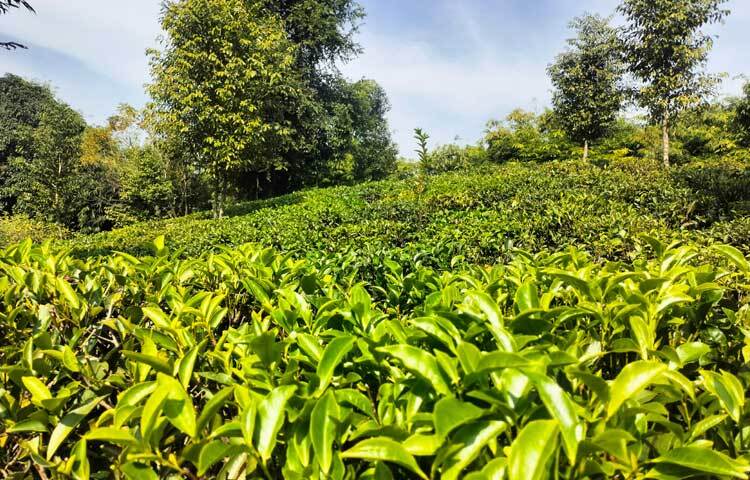 কৃষক মো. আলী হোসেনের শখের চা বাগান যেন খাগড়াছড়ির বুকে চা উৎপাদনের সম্ভাবনার নতুন দিগন্ত।