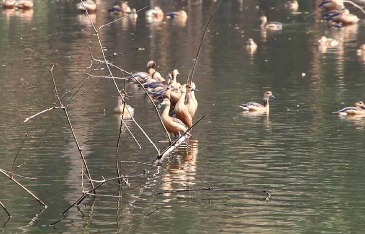 পাখির কিচিরমিচির ডাক আর ওড়াউড়ির নয়নাভিরাম দৃশ্যে মুগ্ধ দর্শনার্থীরা।