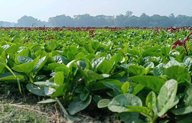 সুফিয়া বেগমের পুঁইশাক চাষ দেখতে ও পরামর্শ নিতে দূর-দূরান্ত থেকে আসছেন অনেকেই।