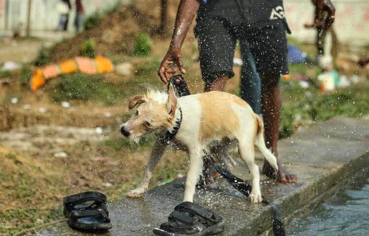 নিজ হাতে গোসল করিয়ে দিচ্ছেন অবুঝ প্রাণীটিকে।