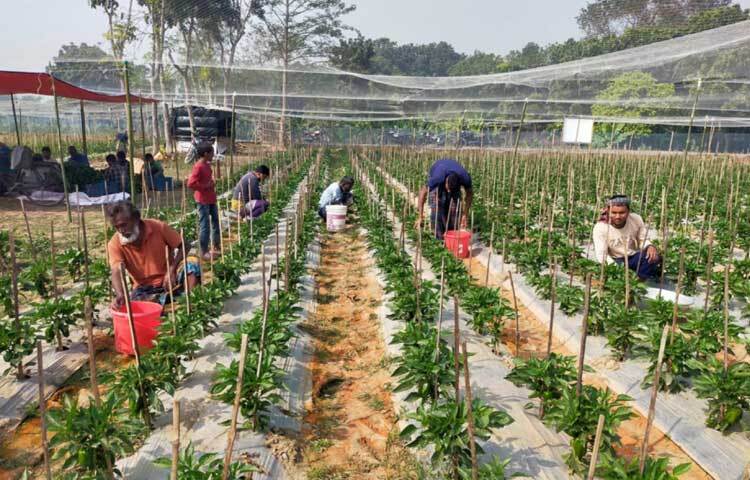 পাকা সড়ক ঘেঁষে নিয়ামতবাড়িয়া মাঠপাড়া এলাকা। সেখানে চারদিকে জাল দিয়ে ঘিরে মালচিং পদ্ধতিতে ক্যাপসিকাম চাষ করা হয়েছে।