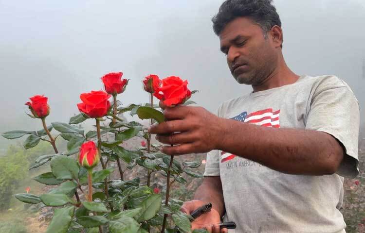 পাবনার টেবুনিয়ার ভজেন্দ্রপুরের তিন ভাই খন্দকার শরিফুল আলম রানা, খন্দকার আশরাফুল হক শাহিন ও জাফরুল্লাহ সবজি চাষ করে বেশ লোকসানের মুখে পড়ে। তবে গোলাপ চাষ করে দেখেছেন সফলতার মুখ।