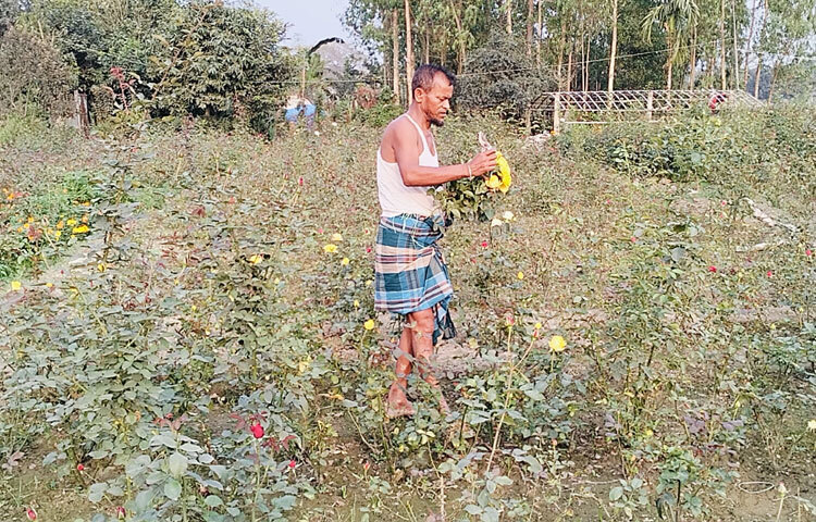 দুলাল মিয়া জানান, শখ থেকে শুরু করেন ফুল চাষ। প্রথমে সাভারের একটি নার্সারিতে ফুল চাষ শুরু করেন। সেখানে ৮ বছর চাষ করার পর ভৈরব শহরের মাদ্রাসা এলাকায় বাণিজ্যিকভাবে বিভিন্ন প্রজাতির ফুল চাষ শুরু করেন। পরে নিজগ্রামে নিজের জমিতে চাষ শুরু করেন।