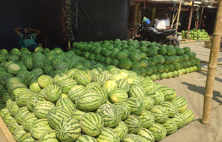 অনেক মাছ ব্যবসায়ী বা আড়তদার এ সময়টাতে তরমুজের ব্যবসা শুরু করেন।