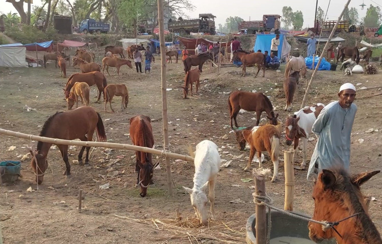 বিশেষ করে, ঘোড়ার মেলা হিসেবে এটি সু-পরিচিত, যেখানে দেশ-বিদেশের নানা প্রান্ত থেকে আসা ঘোড়া ব্যবসায়ী, ক্রেতা ও দর্শনার্থীদের মিলন ঘটে।