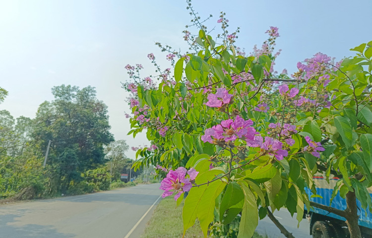 প্রতিদিন এই পথ ধরে ছুটে চলা হাজারো যাত্রী যেন ফুলে মোড়ানো এক অভ্যর্থনার ভেতর দিয়ে পাড়ি দেন তাদের গন্তব্যের পথ।