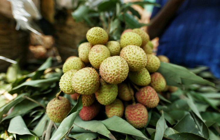আকার, জাত ও স্বাদের ভিন্নতায় দামের তারতম্য রয়েছে।