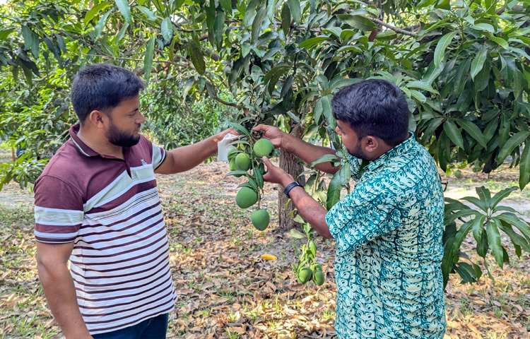 কলাপাড়া উপজেলা কৃষি কর্মকর্তা আরাফাত হোসেন বলেন, ‘ইসাহাক মুন্সির বাগানে আমরা গেছি। তাকে সফল চাষি বলা যায়। কলাপাড়ায় গত ৪-৫ বছরে আম চাষে পরিবর্তন এসেছে। এ বছর প্রচুর আম উৎপাদন হয়েছে। ২০০টি ছোট-বড় বাগান আছে। এতে ব্যবহৃত হয়েছে প্রায় ১০০ হেক্টর জমি। এ বছর উপজেলায় সর্বমোট ৩০০ মেট্রিক টনের বেশি আম উৎপাদনের সম্ভাবনা আছে।’