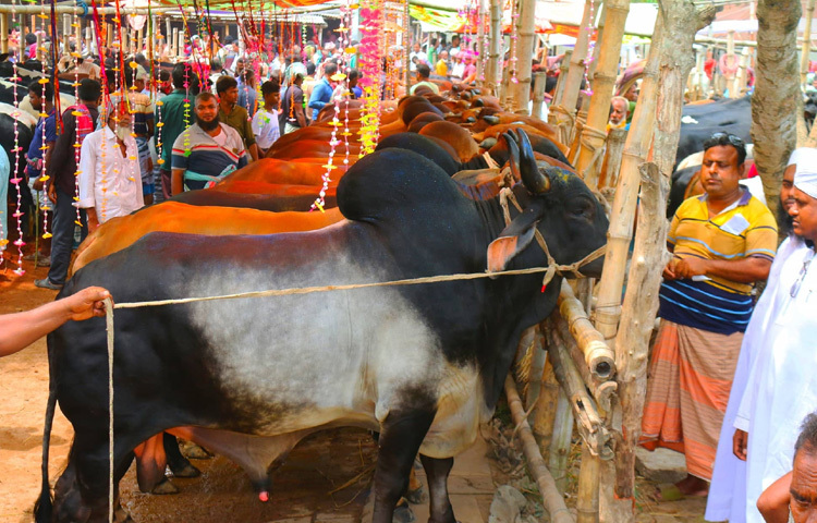 হাজিরহাট, অরণকোলা হাট ঘুরে দেখা যায়, পর্যাপ্ত গরু উঠলেও হাটে আমেজ নেই। তাই বড় গরু কম আনছেন খামারিরা। ছোট ও মাঝারি গরু তুলছেন বেশি। ক্রেতারা ঘুরে ঘুরে ছোট গরুগুলোই বেশি দেখছেন।