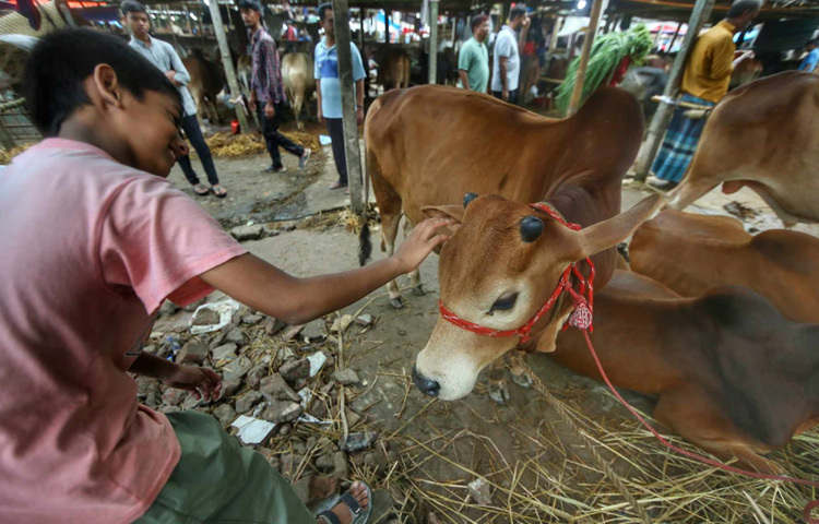 মেরুল বাড্ডার এই গরুর হাট শুধু বেচাকেনার স্থান নয়, বরং এক জীবন্ত চিত্রনাট্য-যেখানে ধর্মীয় দায়িত্ব, অর্থনৈতিক সক্ষমতা, পারিবারিক আলোচনা আর একধরনের আবেগ মিলেমিশে তৈরি করে এক অনন্য সামাজিক পরিবেশ।