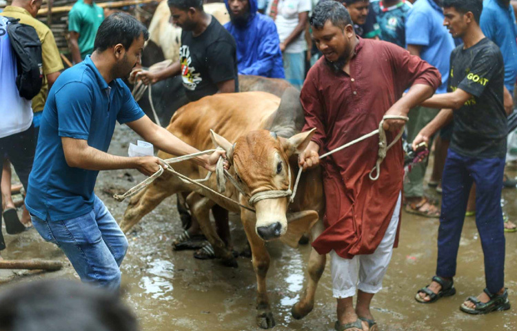 প্রতিটি গরুর পেছনেই একেকটি গল্প, কৃষকের বছরের পর বছরের পরিশ্রম, যত্ন, ভালোবাসা।