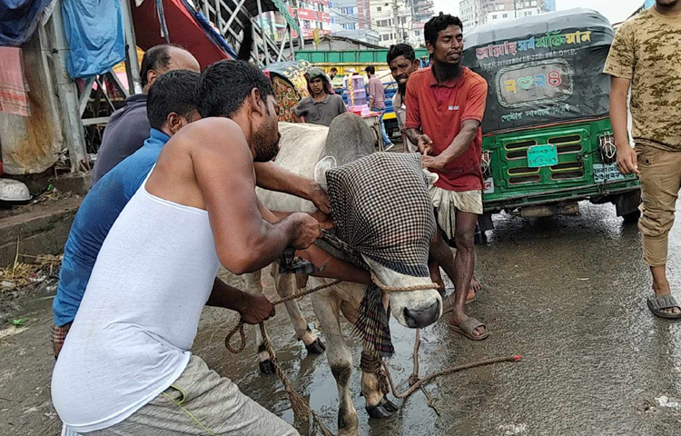 সব মিলিয়ে যাত্রাবাড়ীসহ আশপাশের কোরবানির হাটে এখন ঈদের এক আলাদা আমেজ।