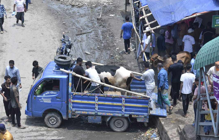 বেশিরভাগ বিক্রেতার দাবি, ঈদের একদিন আগে সাধারণত বিক্রি শেষ হয়ে যায়। তাই অনেকে গরু নিয়ে চলে গেছেন অথবা বিক্রি শেষ করে হাট ছেড়েছেন।