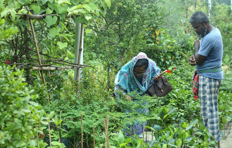 বয়স্ক কেউ খুঁজছেন হারিয়ে যাওয়া দেশি প্রজাতির গাছ, কেউবা নিজের ছাদবাগান সাজানোর জন্য সংগ্রহ করছেন বাহারি টবগাছ।