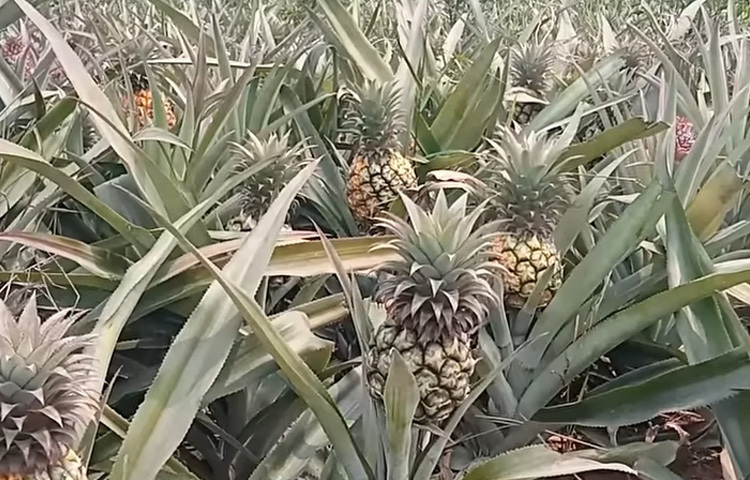 কৃষি বিভাগ সূত্রে জানা যায়, উপজেলার কৃষকেরা জলডুবি, হানিকুইন ও ক্যালেন্ডার জাতের আনারস চাষ করেন। মাটি ও আবহাওয়া আনারস চাষের জন্য বেশ উপযোগী হওয়ায় প্রতি বছর বাম্পার ফলন হয়। চলতি মৌসুমে ৬৫০ হেক্টর জমিতে আনারস চাষ হয়েছে। মুক্তাগাছা উপজেলায় ২০ হেক্টর ও ভালুকায় অল্প পরিমাণে আবাদ করা হয়েছে।