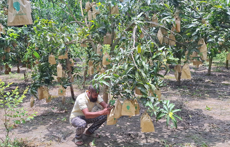 চার বিঘা জমিতে প্রায় ৩৫০ আমগাছ নিয়ে শুরু করা তার বাগানে এখন বারি ফোর, হিমসাগর, হারিভাঙ্গা, কাঠিমন, নবাব পছন্দ, মল্লিকা সহ রয়েছে নানা জাতের আম। আর সবই বিষমুক্ত ও নিরাপদ।