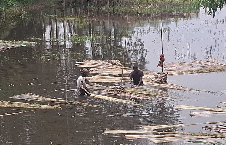 কৃষি বিভাগ জানায়, সদর উপজেলায় ৩ হাজার ৩৭৫ হেক্টর, বাসাইলে ৪৮০ হেক্টর, কালিহাতিতে ১ হাজার ১৭০ হেক্টর, ঘাটাইলে ৭৯০ হেক্টর, নাগরপুরে ১ হাজার ৮৬০ হেক্টর, মির্জাপুরে ১ হাজার ৩১৮ হেক্টর, মধুপুরে ১৬৩ হেক্টর, ভূঞাপুরে ৩ হাজার ৯১৫ হেক্টর, গোপালপুরে ৩ হাজার হেক্টর, সখীপুরে ২৭৫ হেক্টর, দেলদুয়ারে ১ হাজার ৯০৫ হেক্টর, ধনবাড়ীতে ১১০ হেক্টর জমিতে পাট চাষ করা হয়েছে।