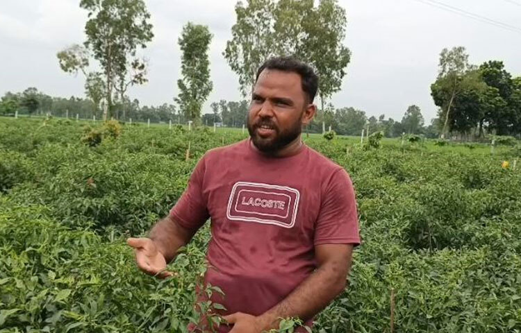 তিনি বলেন, ‘মরিচের গাছ থাকবে আরও ২ মাস। এই দুই মাসে ৬-৮ বার মরিচ হারভেস্ট করবো। এতে আরও আড়াই থেকে ৩ লাখ টাকার মরিচ বিক্রি করতে পারবো। এবার সর্বোচ্চ ২২০ টাকা ও সর্বনিম্ন ১২০ টাকা কেজি দরে পাইকারের কাছে মরিচ বিক্রি করেছি।’