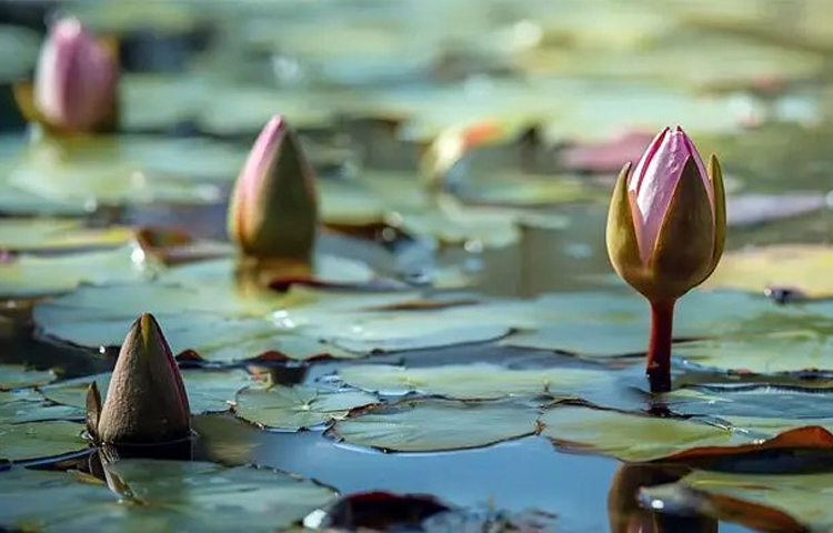 নানা আলোচনা ও নাটকীয় ঘটনার পর অবশেষে নির্বাচন কমিশনের (ইসি) সংরক্ষিত নির্বাচনী প্রতীকের তালিকায় যুক্ত হয়েছে ‘শাপলা কলি’ প্রতীক। আজ তালিকায় শাপলা কলি প্রতীক যুক্ত করে প্রজ্ঞাপন জারি করেছে নির্বাচন কমিশন। ছবি: কৃত্রিম বুদ্ধিমত্তা
