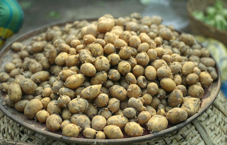 নতুন আলু কেজিতে ৬০ টাকা