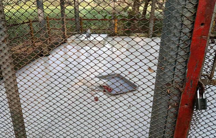 রাজধানীর মিরপুরে অবস্থিত জাতীয় চিড়িয়াখানায় দর্শনার্থীদের নতুন আকর্ষণ এখন এক বিরল প্রজাতির পাখি—সাদা কাক। দৈনন্দিন জীবনে কালো কাক দেখতেই অভ্যস্ত মানুষ, তাই সম্পূর্ণ সাদা পালক আর গোলাপি ঠোঁট, পাওয়ালা কাকটিকে ঘিরে কৌতূহল কম নয়। ছবি: জাগো নিউজ