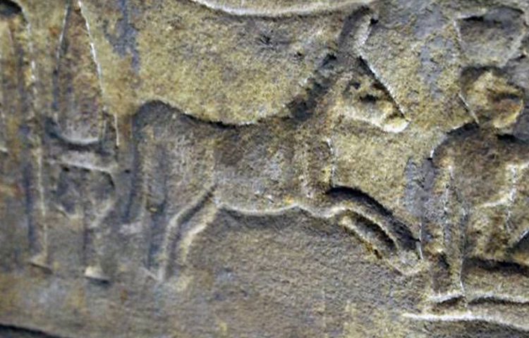 আফ্রিকার বিভিন্ন অঞ্চল থেকে গাধার পিঠে চড়েই পিরামিড ও ফারাওদের প্রাসাদ তৈরির সরঞ্জাম আসতো। তাই মিশরীয়দের দেওয়াল চিত্রে গাধার উল্লেখযোগ্য ছবি আছে। ছবি: সংগৃহীত