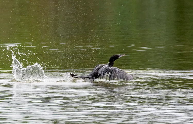 পাখি শিকারিদের কোনো উৎপাত না থাকায় গাঙচিল, কাঁদাখোঁচা, ডংকুর, সড়াইল, কাইয়ুমসহ নাম না জানা পাখি গড়ে তুলেছে তাদের আবাস্থল। ছবি: মামুনূর রহমান হৃদয়