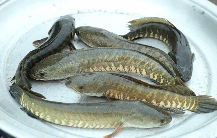 শোল মাছ বিক্রি হচ্ছে ৫৫০ টাকায়। ছবি: মাহবুব আলম