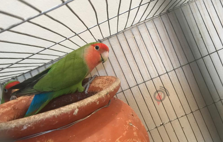 তার এই খামারের প্রতি জোড়া পাখির মূল্য প্রকারভেদে দেড় হাজার টাকা থেকে ১৫ হাজার টাকা পর্যন্ত। বর্তমানে তার খামারে ৪৮ জোড়া প্রাপ্তবয়স্কর পাশাপাশি অন্তত ৩০ জোড়া বিভিন্ন বয়সী লাভবার্ডস রয়েছে। ছবি:  জান্নাত শ্রাবণী