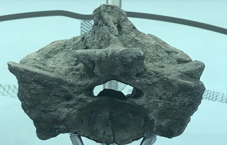 আংশিক মাথার খুলি এবং চোয়ালের হাড় থেকে বিজ্ঞানীরা ধারণা করেছেন, টাইটানোবোয়ার মুখের মধ্যে সারি সারি বাঁকানো দাঁত থাকতে পারে। শিকারকে হত্যা করতে কম সময় লাগলেও তা খেতে অনেক বেশি সময় লাগতো।  ছবি: সংগৃহীত