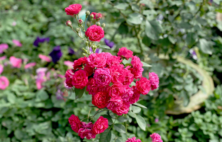 এসময় নার্সারিতে নানান জাতের ফুল গাছের চারা পাওয়া যায়। গাদা, গোলাপ, জিনিয়া, চন্দ্রমল্লিকা, ডেন্টাস, পানচুটিয়াসহ হরেক রকম জাতের ফুল শোভা পাচ্ছে নার্সারিগুলোতে। ছবি: মাহবুব আলম