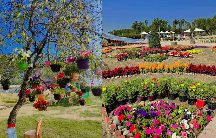 শুধু তাই নয়, আয়োজন করা হয়েছে ফুল উৎসবের। পাশাপাশি থাকছে সাংস্কৃতিক আয়োজন, ঘুড়ি, ভায়োলিন ও চট্টগ্রামের ঐতিহ্যবাহী সাম্পান উৎসব। ছবি: এম মাঈন উদ্দিন