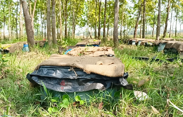 শ্রমিক মৌমাছিরা মধু আহরণ করে মৌবাক্সগুলোর ছিদ্রপথ দিয়ে ঢুকছে জমা করার জন্য। জমা করে আবার বের হয়ে যাচ্ছে মধু সংগ্রহ করার জন্য, তারা বিরামহীনভাবে চালাচ্ছে তাদের এই মধু আহরণের কর্মযজ্ঞ। মৌচাষিরাও মৌবাক্সগুলোর দেখাশোনা করছেন। ছবি: বিধান মজুমদার