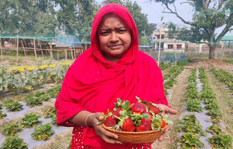 জমি থেকে স্ট্রবেরি উত্তোলনের শুরুর দিকে স্থানীয় বাজারে প্রতি কেজি বিক্রি হচ্ছে ৩০০-৪০০ টাকা। চাষে খরচ হয়েছে ৫০-৬০ হাজার টাকা। প্রতি সপ্তাহে ২০-২৫ কেজি পর্যন্ত ফল হারভেস্ট করা হয়। ছবি: মো. জামাল হোসেন