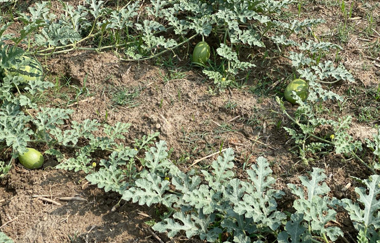 বর্তমানে বেশিরভাগ গাছে ফুল ফোটার পাশাপাশি তরমুজের মুকুল ও ফল আসতে শুরু করেছে। ছবি: এম মাঈন উদ্দিন