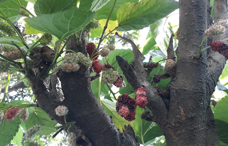 কৃষি বিশেষজ্ঞদের মতে, এ ফল নেই খাদ্যশস্যের তালিকায়। শহরের সবচেয়ে বড় বাজার বাহাদুর বাজারে বিভিন্ন ফলের দোকানে এটি বিক্রি হতে দেখা যায়। ছবি: এমদাদুল হক মিলন
