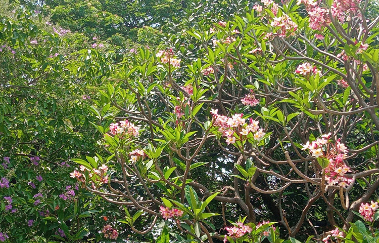 shaharda sikish Egri qizlar porno video