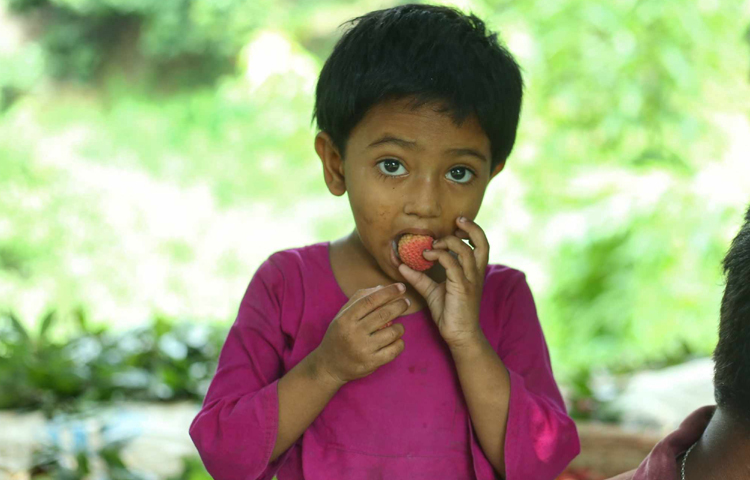 মজা করে লিচু খাচ্ছে শিশুটি। ছবি: মাহবুব আলম